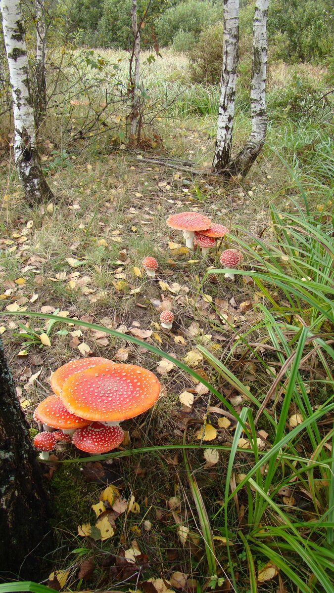 Фото "Книга Грибов"