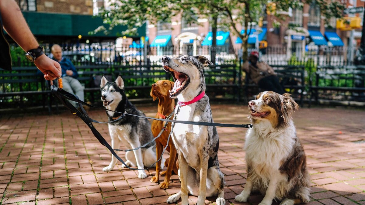    Если очень хочется друга: для аллергиков подойдут эти породы собак© Unsplash | Мэтт Нельсон