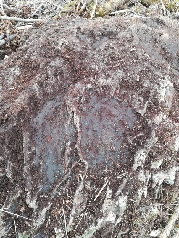 Фото камня-следовика из деревни Загорье Псковской области, недалеко от Велье.