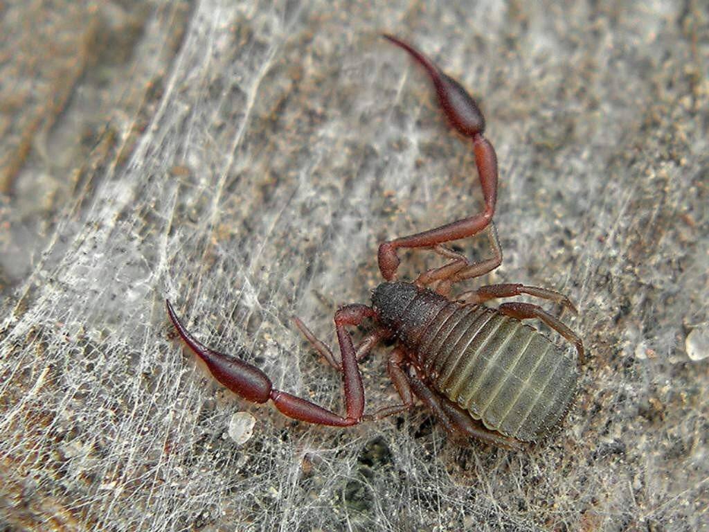 Ложноскорпион