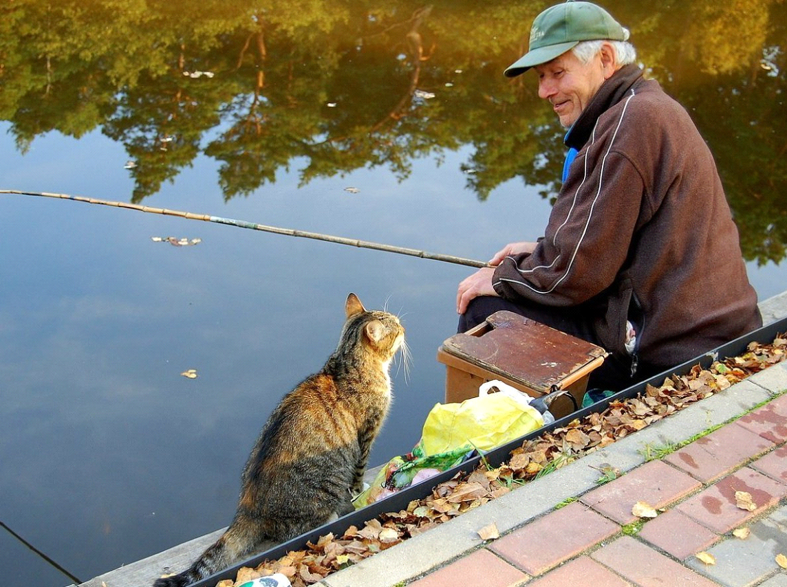 Кот рыбачит картинка