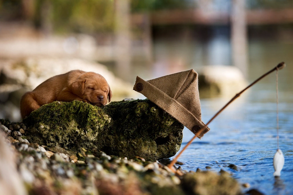 Animal fishing. Собака для рыбалки. Животные на рыбалке. Собака Рыбак. Удочка для собак.