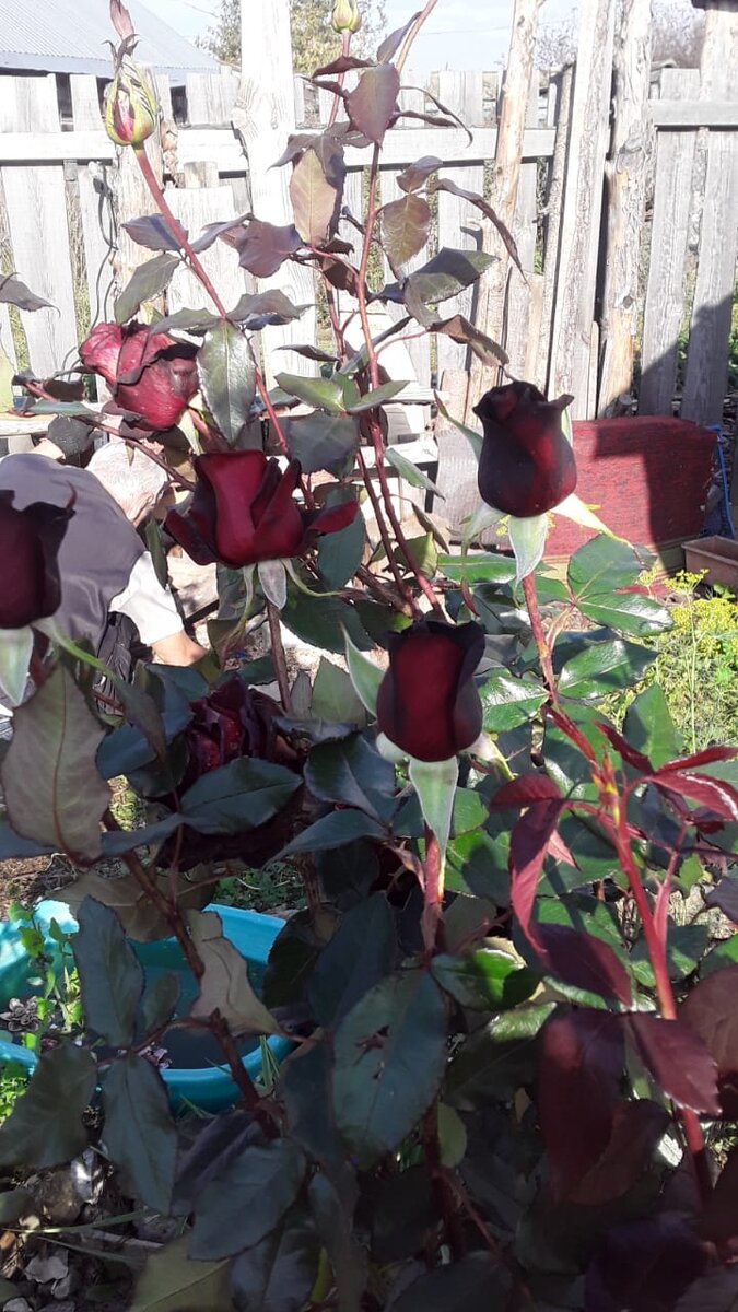 Тепло, солнышко, розы цветут!😍