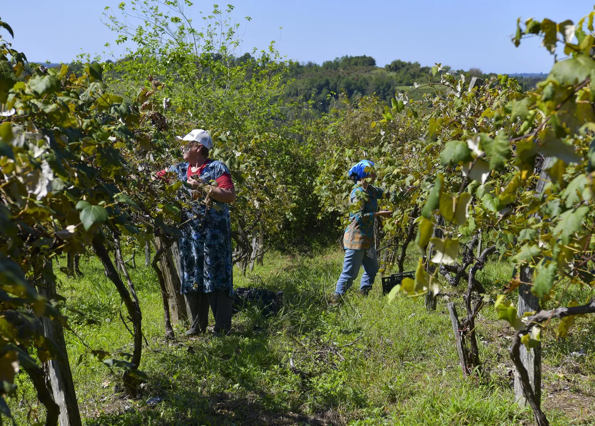 Плантация мандаринов гагра. Мандариновый сад гагра. Сбор мандаринов в абхазии. Виноградники абхазии. Сборы в абхазии.