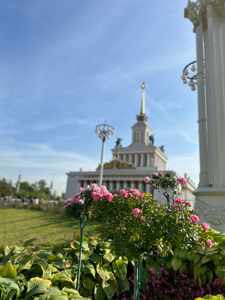 Красивые розы