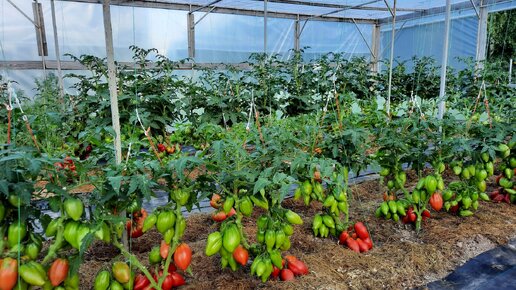 Дешевое пленочное укрытие большой площади, для выращивания любых ...