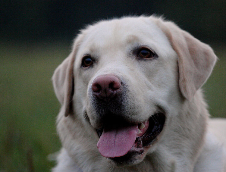 Яндекс картинки, фото с сайта mousemickey.gallery.ru