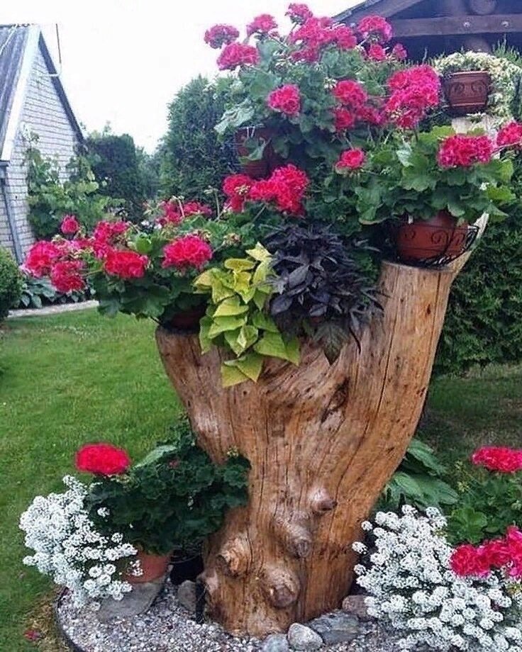 ПЕнь украшен пеларгонией, ипомеями, алиссумом