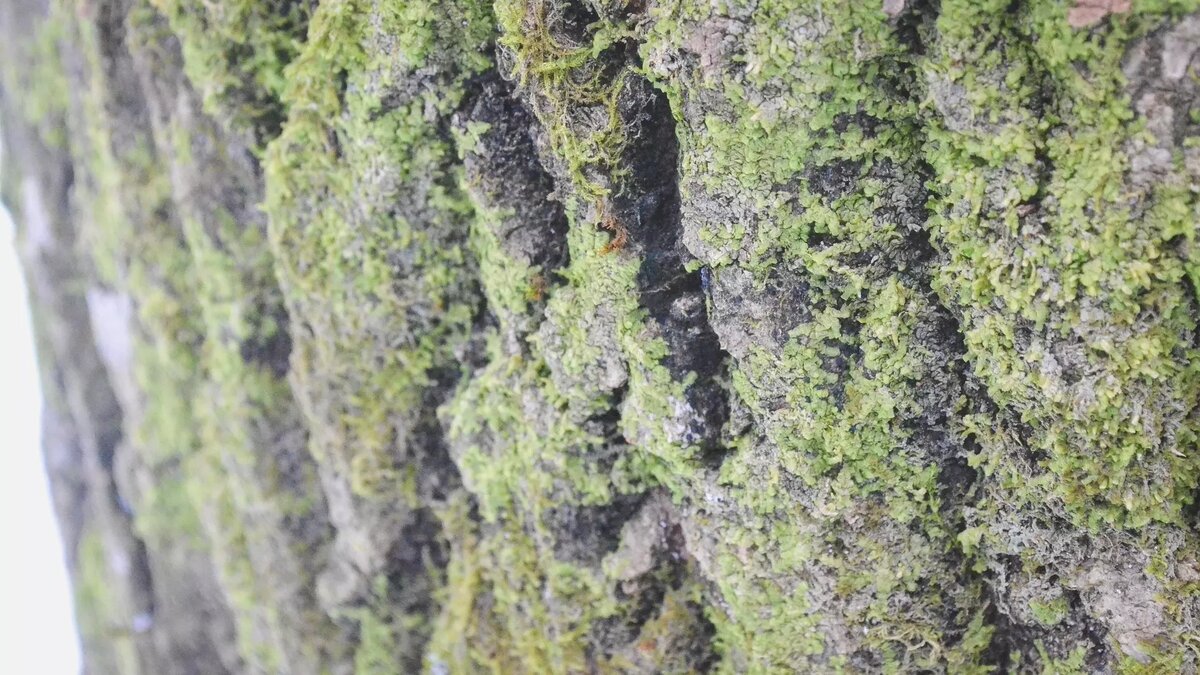     Опасность нависла над головами жителей Петрозаводска. Заметное похолодание надвигается на Карелию. Электричество вновь будут отключать по всей Карелии. Итоги уходящих выходных.