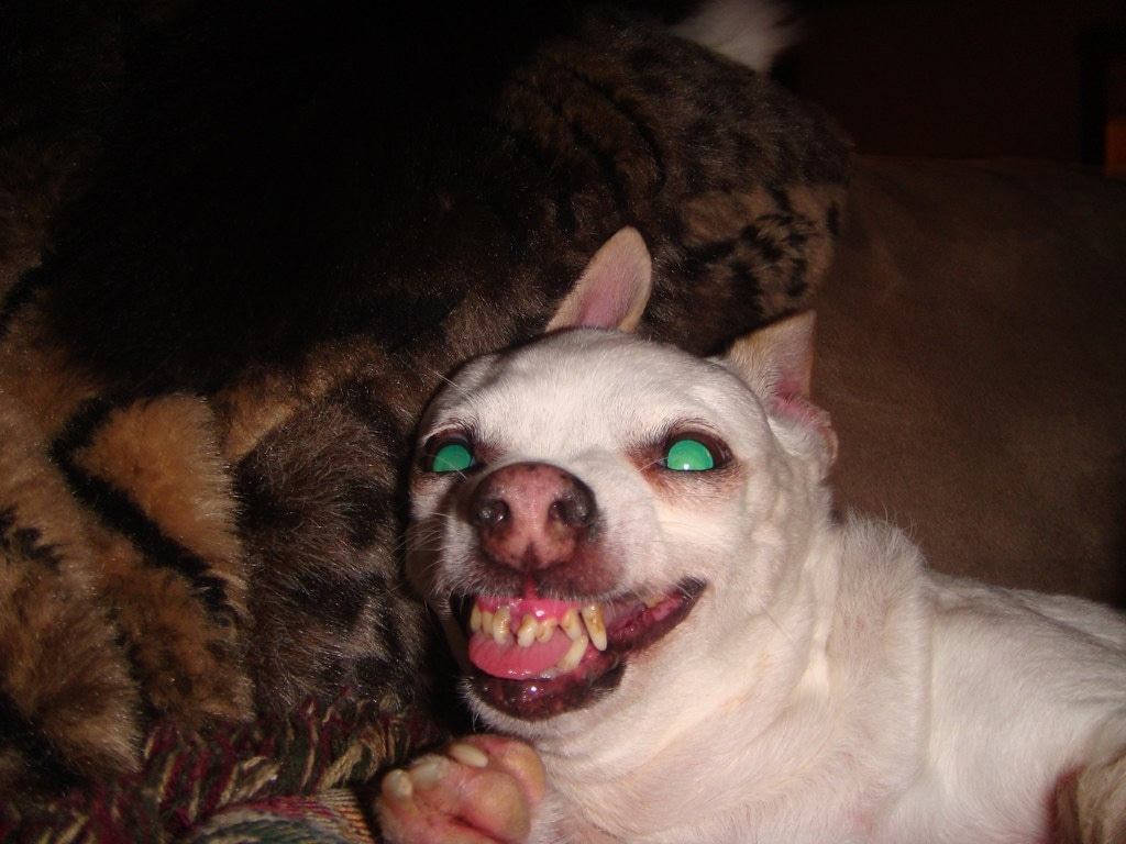 Режим оборотня активирован. 