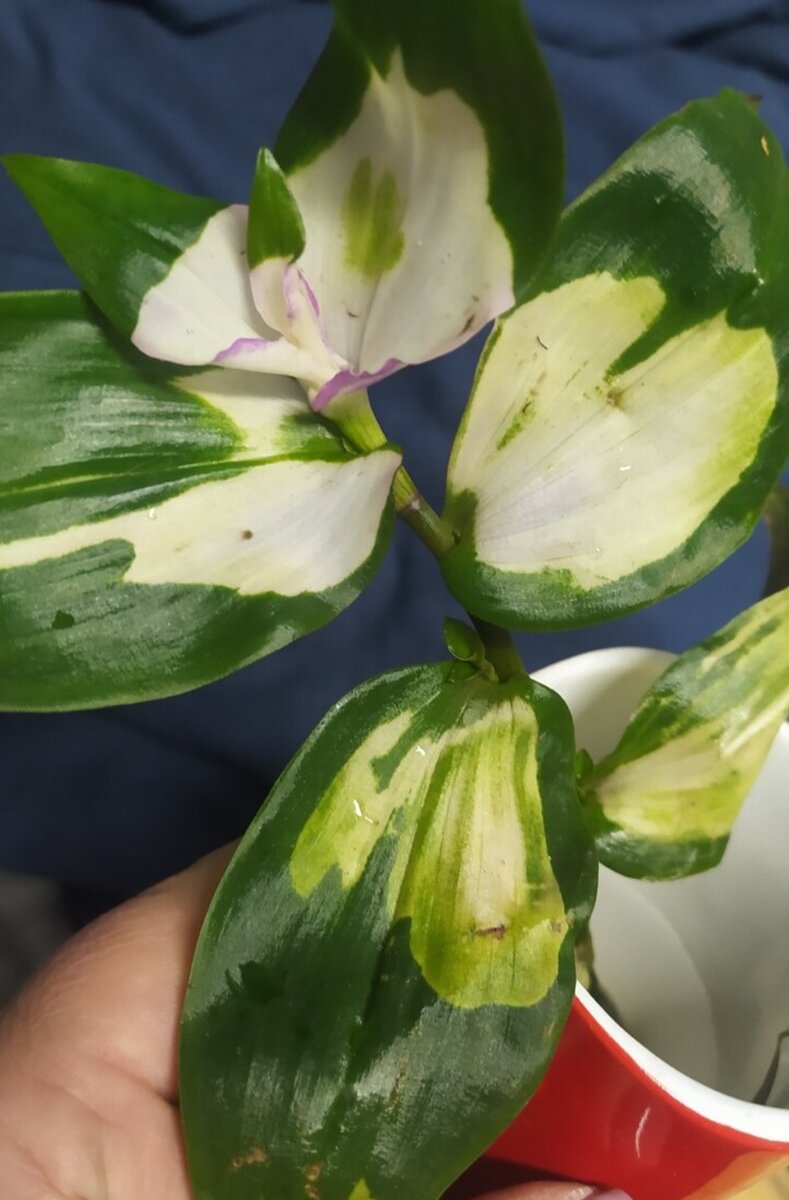 Вот такая была веточка