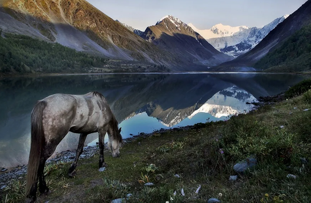 Лошадь с интересом осматривала окружающую местность. Она машинально пережевывала траву, даже не глядя на то, что за растения срывала губами.