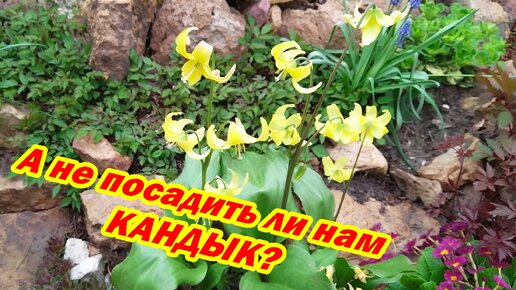 А не посадить ли нам КАНДЫК?