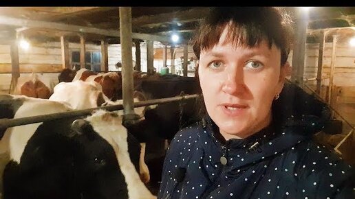 КОРОВНИК НА 20 КОРОВ! 10 ТЕЛЯТ. УХОД ЗА КОРОВАМИ БЕЗ НАЁМНОЙ СИЛЫ ...