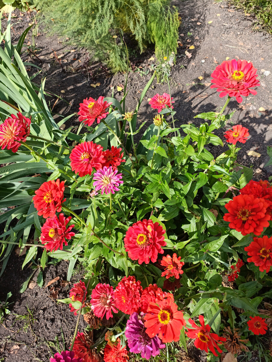 Цинии в сентябре