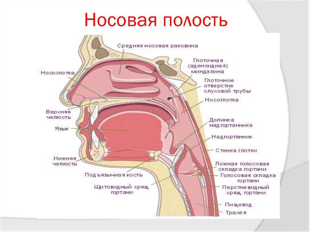 Носоглотка строение фото