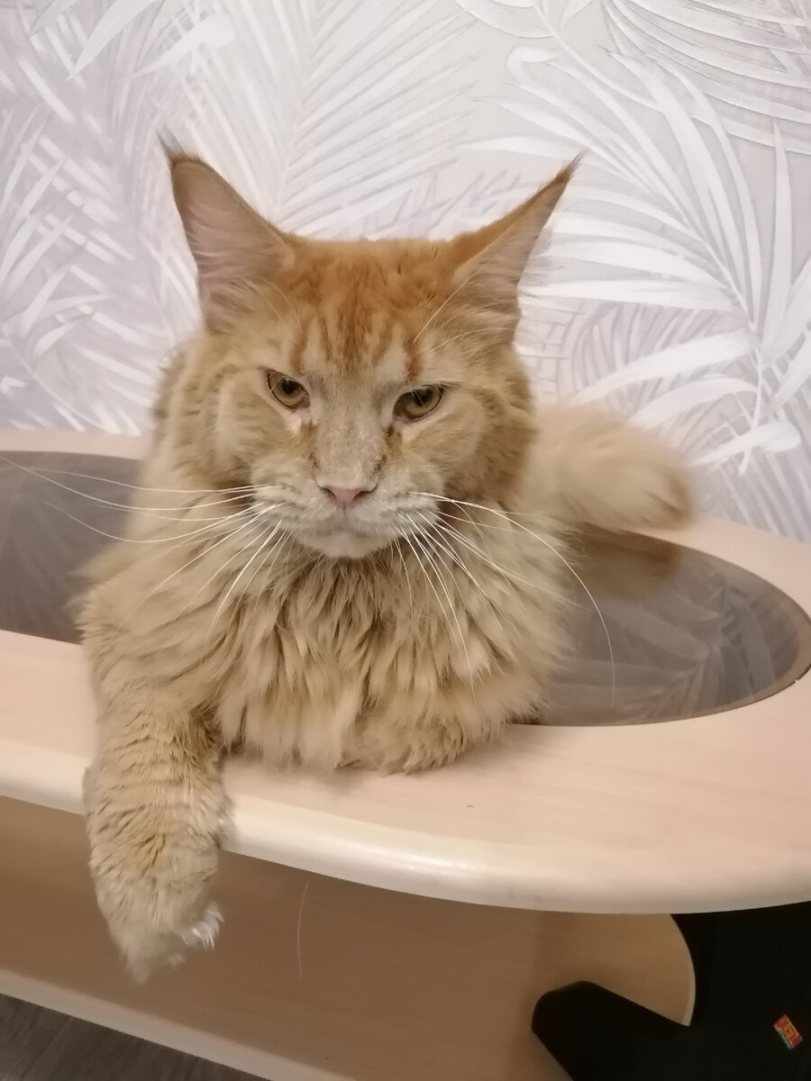 Элвис во всей красе.