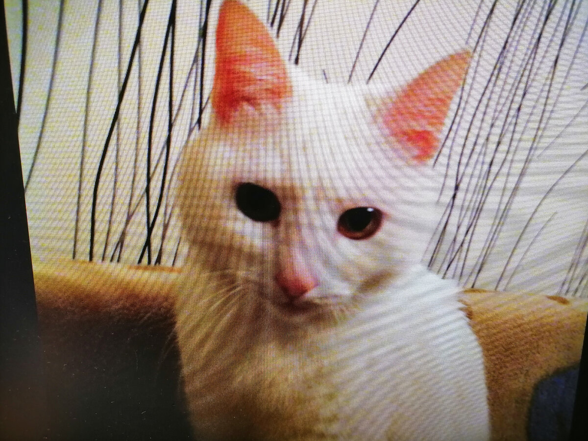 Коша. Извините, фото с экрана. 