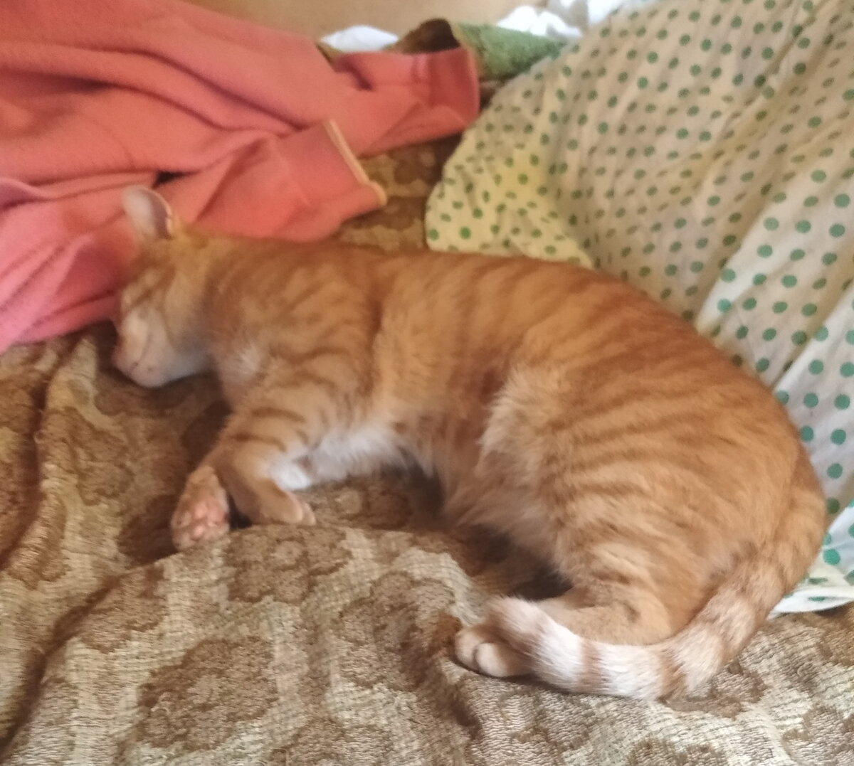 Личное  фото