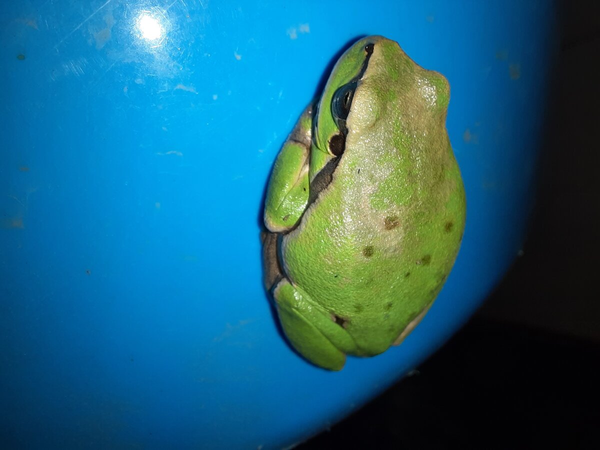 Здравствуйте, Принца вызывали?