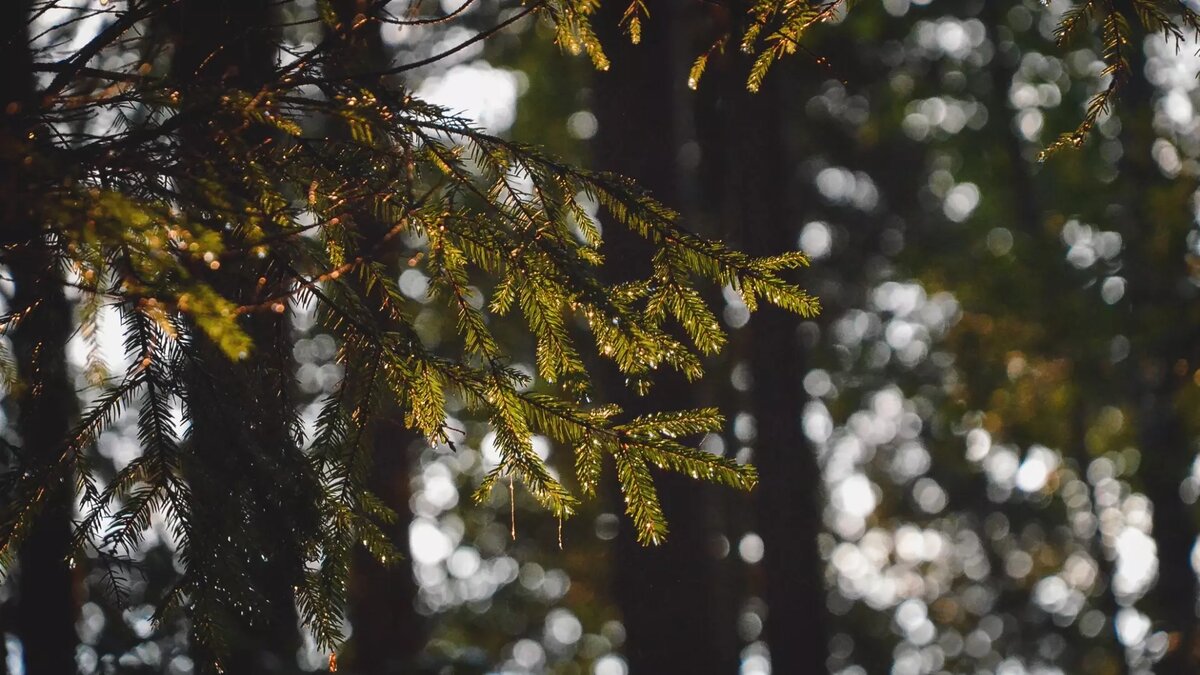     В Ростове выставили на продажу участок под строительство коммерческой недвижимости, соответствующее объявление опубликовано на сайте «Авито».