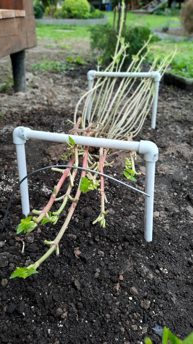 Проводили чудесный сентябрь, надо готовится к зимовке.Готовлю гортензию крупнолистную к замовке. Пока тепло ,гну побеги. Листву не дожидаясь морозов удалила,что бы под укрытием не прела. Во время стройки был приобретён паяльник для ПНГ труб,очень нужная вещь,вот какие чудесные и аккуратные дуги по нужному размеру можно сделать за минуту. Круглая труба из пластика не повредит стебли и не будет давать холод. 