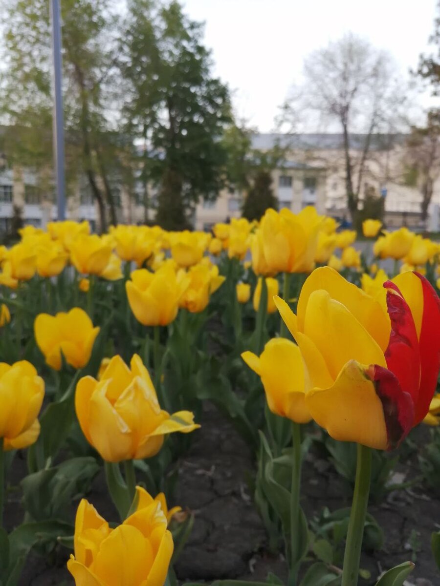 В закладки: 17 полезных советов для дачи и огорода