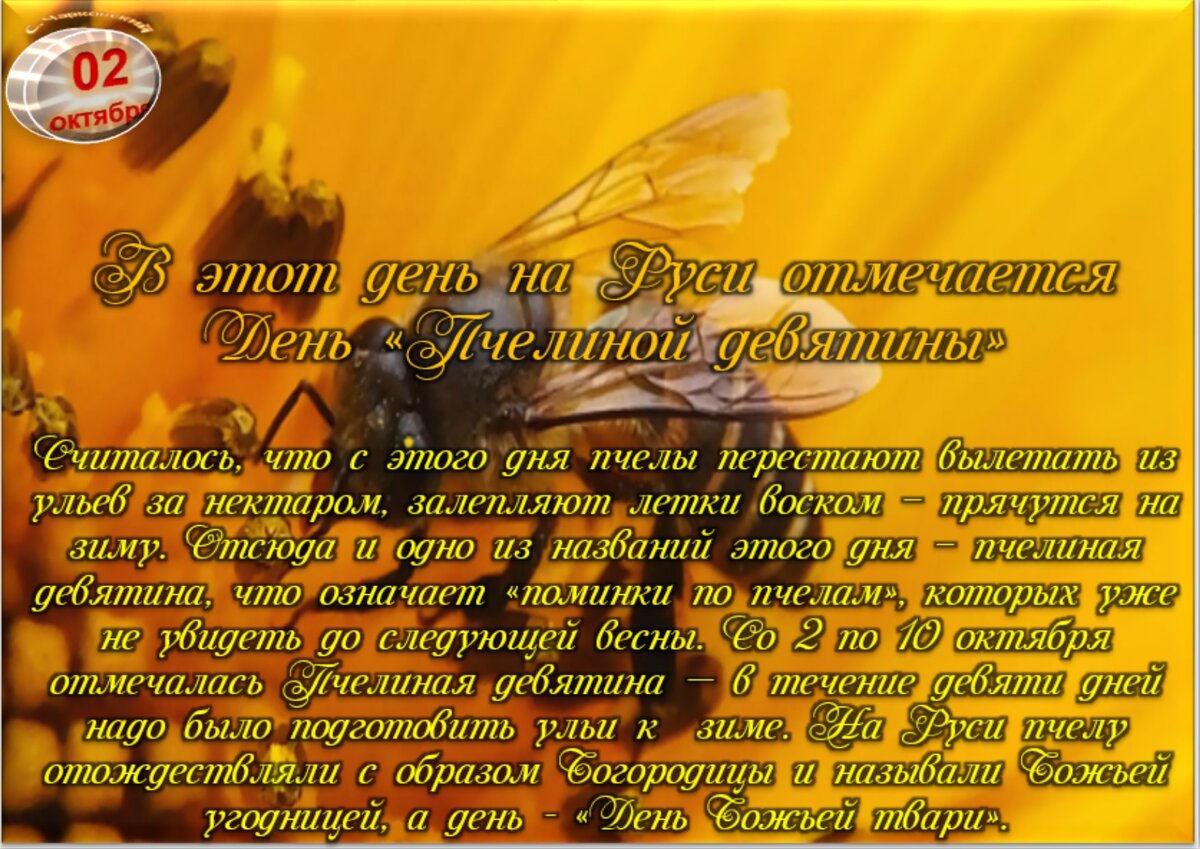 Ксо 2023. Поздравление с днем пчел. Всемирный день пчел. День пчел картинки. День пчел интересные факты.