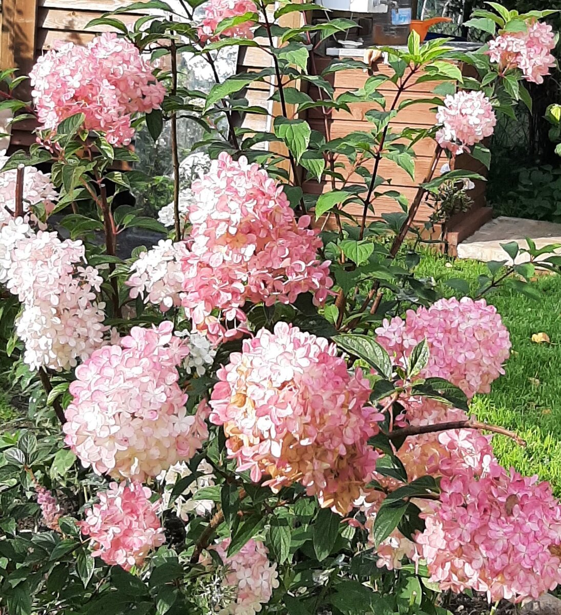 В таких красках я свою гортензию видела первый раз