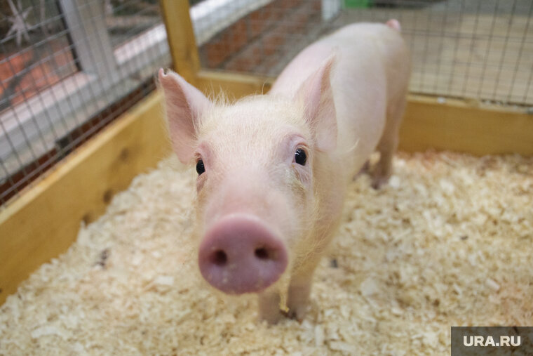    За воспитание поросят готовы платить от двух тысяч рублей в сутки