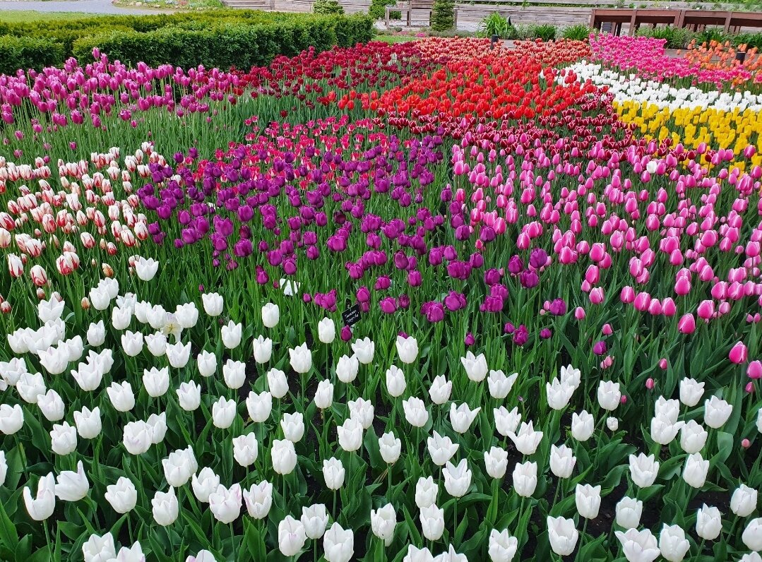 Ну разве не красота, когда такое поле видишь в саду?