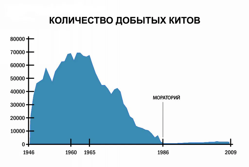 Количество синий. Популяция китов статистика. Численность китов статистика. Численность китообразных. Численность синих китов по годам.