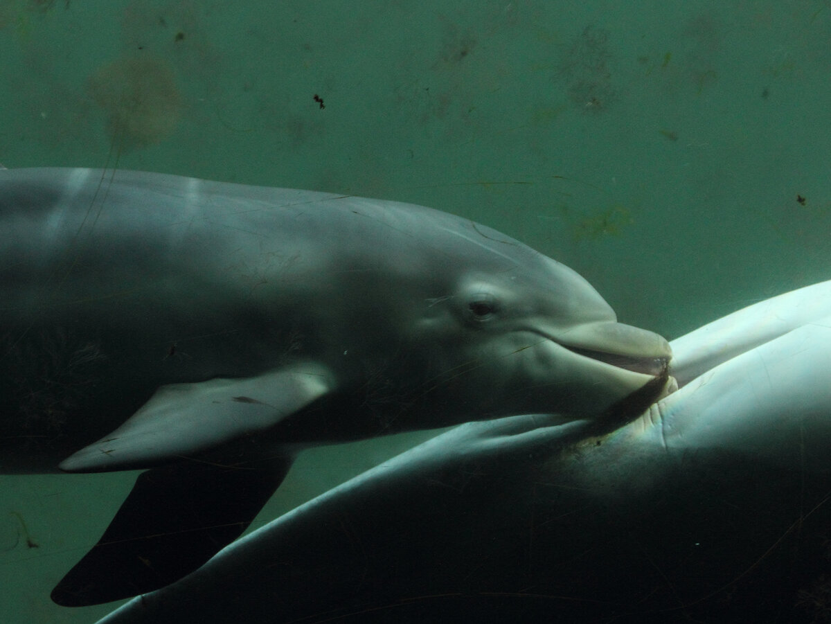 сколько длится оргазм у дельфинов фото 84
