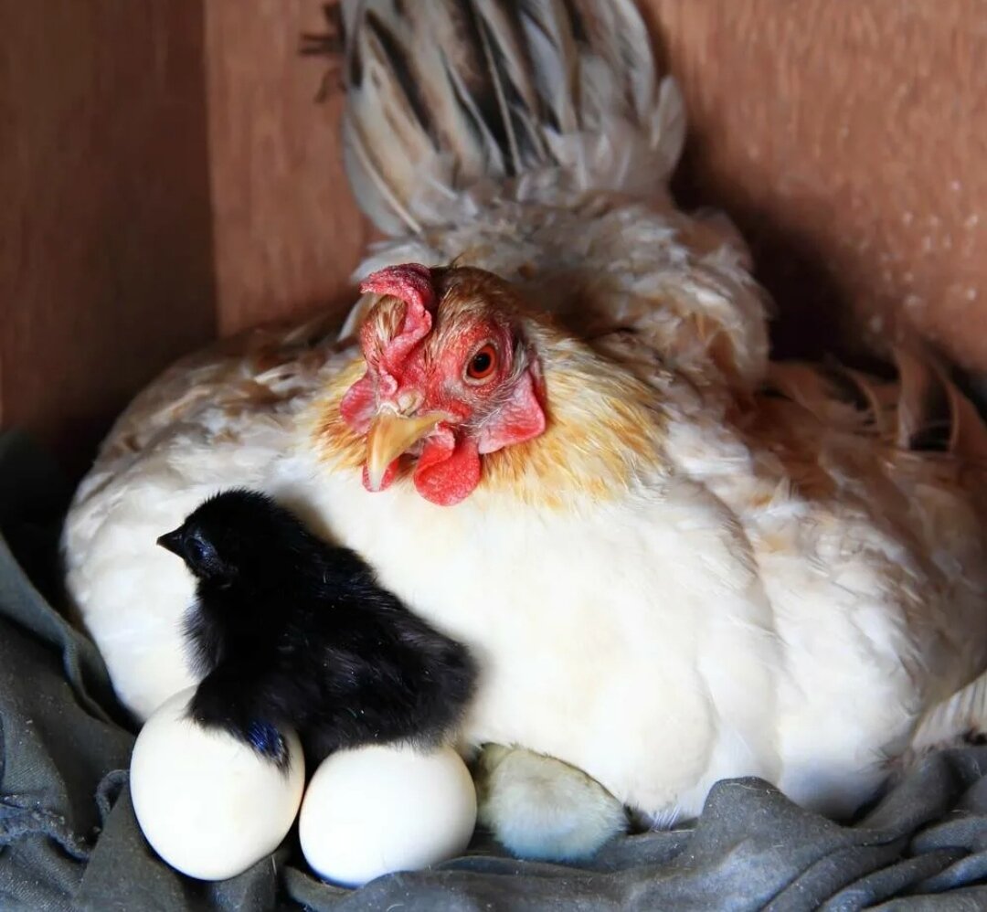 Наседка сколько яиц. Курочка высиживает яйца. Курица-наседка. Куры наседки. Насадка для курицы.