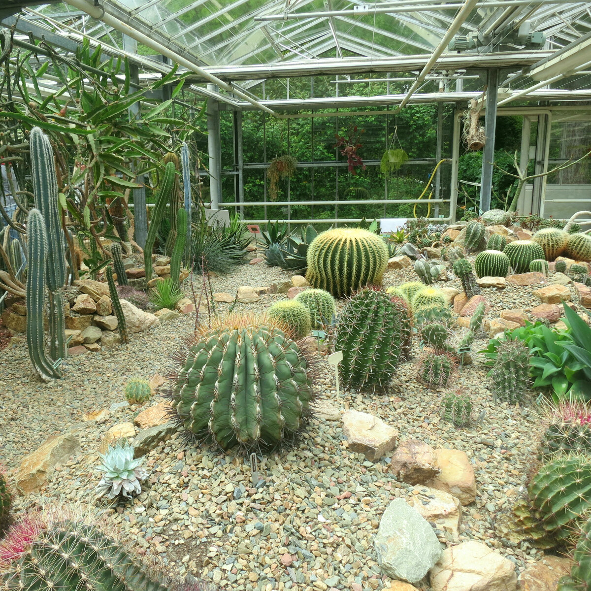Кактусы в арборетуме Тромпенбург (Trompenburg Tuinen & Arboretum)