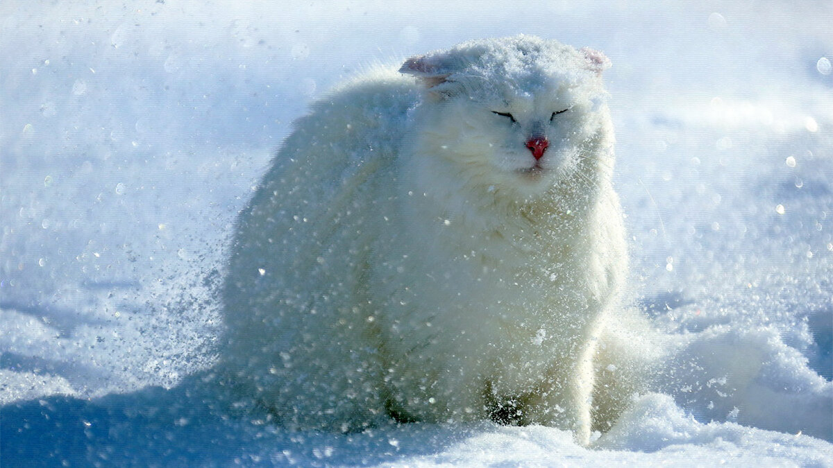 источник фото: chudo-prirody.com