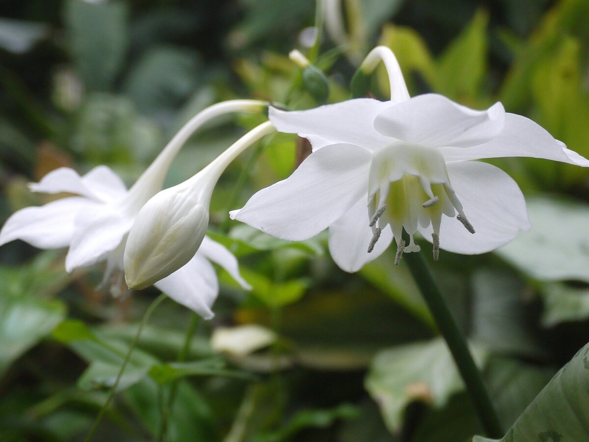 Комнатное растение Эухарис (Eucharis)