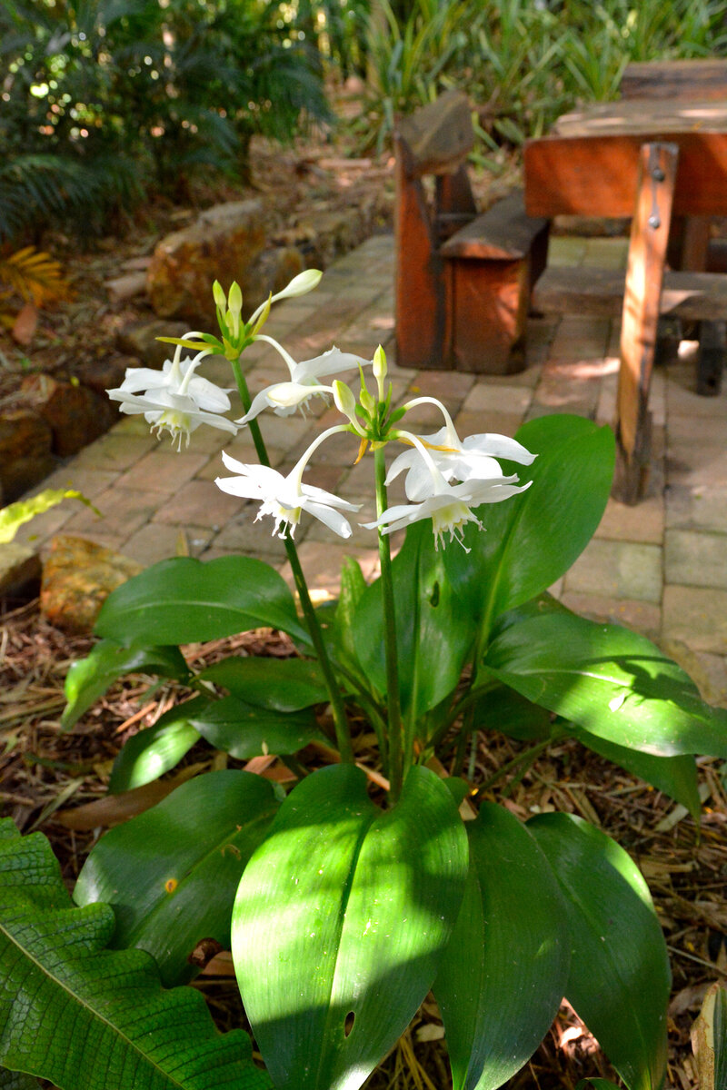 Комнатное растение Эухарис (Eucharis)