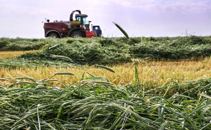 Исконная русская зерновая культура — рожь — уходит в небытие, её производство стремятся к нулю.