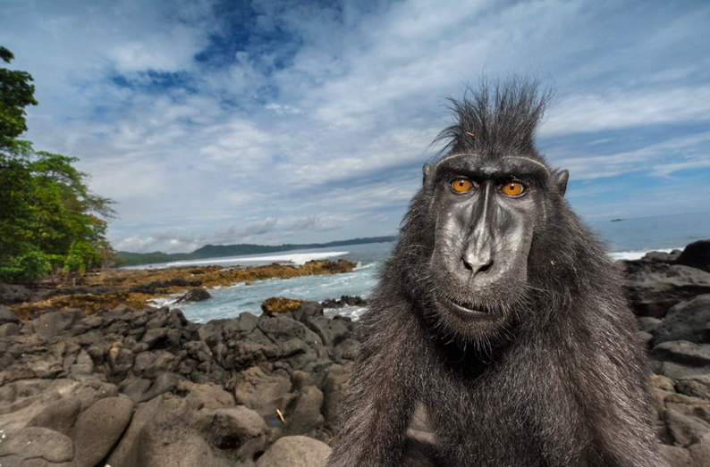 Целебесская макака разгуливает по берегу моря в природном заповеднике на острове Сулавеси. Изучая этих загадочных приматов, яки, как называют их местные, исследователи убеждаются в том, что их социальная структура проливает свет на поведение человека. Фото: Стефано Унтертинер