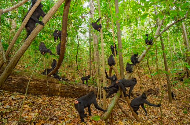 День за днем эти обезьяны, живущие сплоченными группами, бродят по лесу на территории природного заповедника Тангкоко. Если кто-то отрывается от коллектива, решив прогуляться сам по себе, особые возгласы позволяют оставаться на связи.