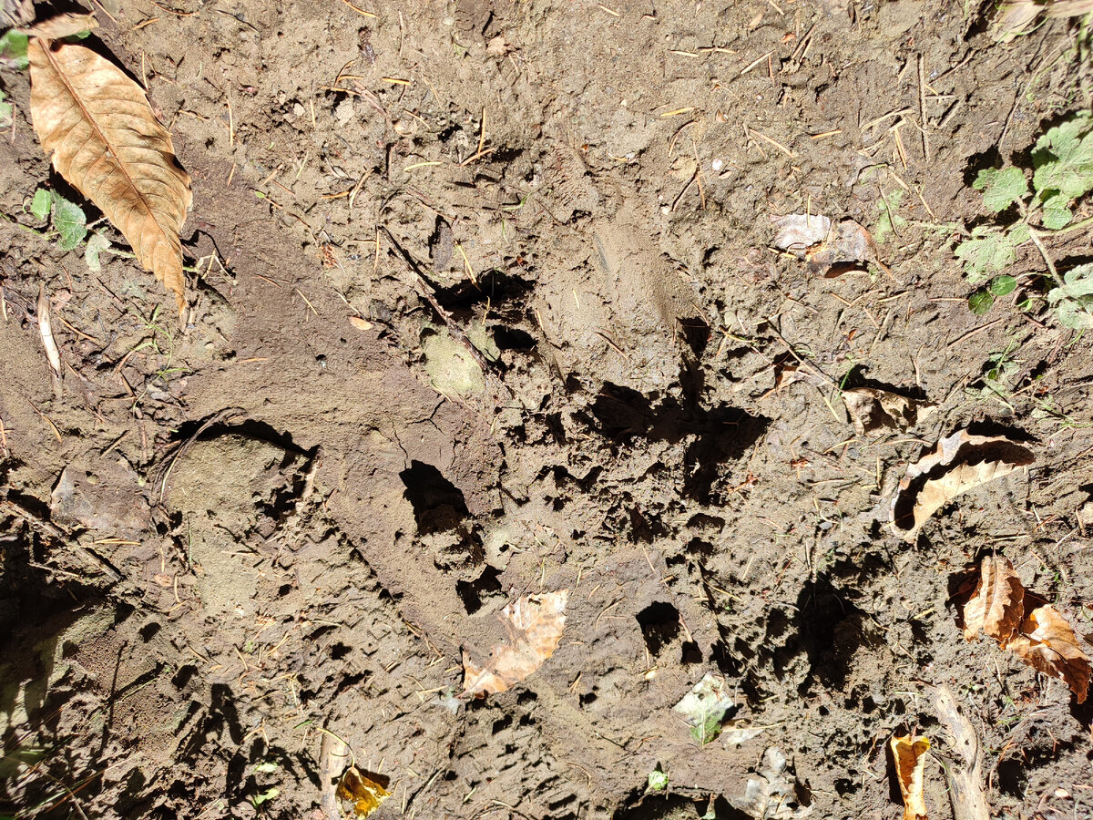 От оленей увидели только этот след