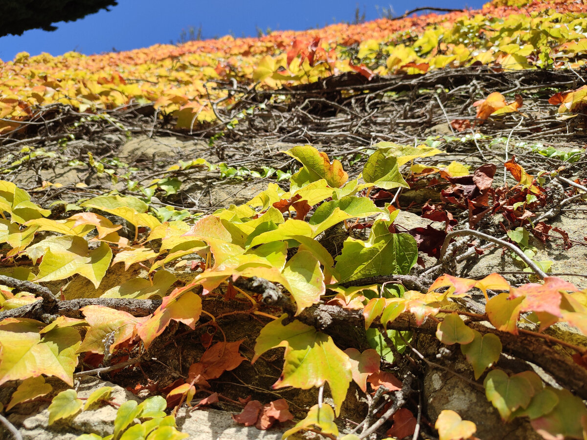 Не увидела осень в Питере- хоть в Италии полюбуюсь!