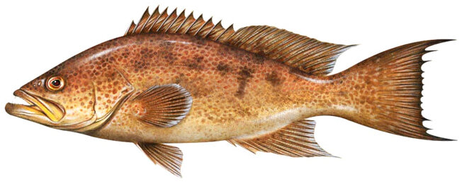 Mycteroperca phenax