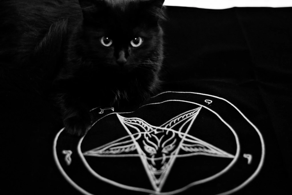 The cat black стим фото 69