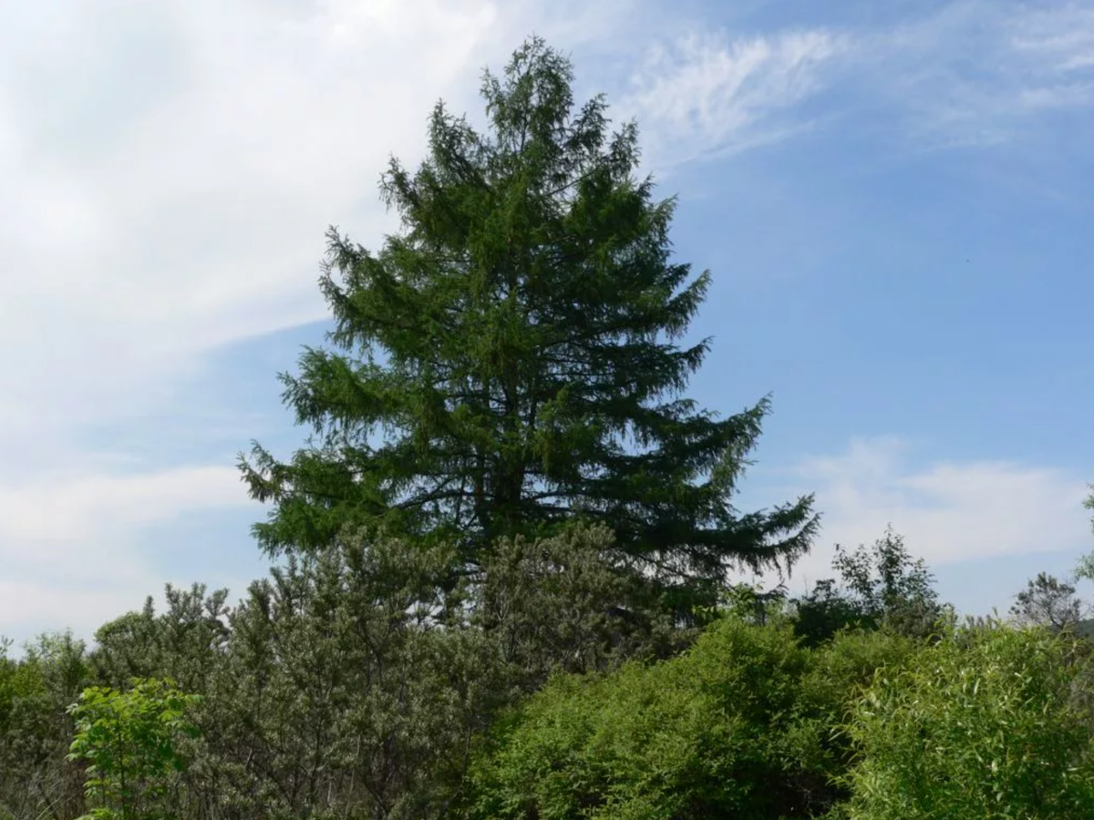 Хвойное дерево в восточной сибири. Лиственница Даурская (Larix dahurica). Лиственница Гмелина Даурская. Лиственница Даурская (Каяндера).. Лиственница Даурская Larix gmelinii.