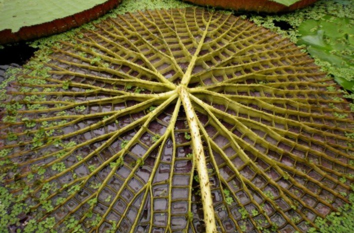 Строение гигантской кувшинки Виктория Регия вид снизу. Видны прочные ребра и конструкция, позволяющая выдерживать вес до 70 кг