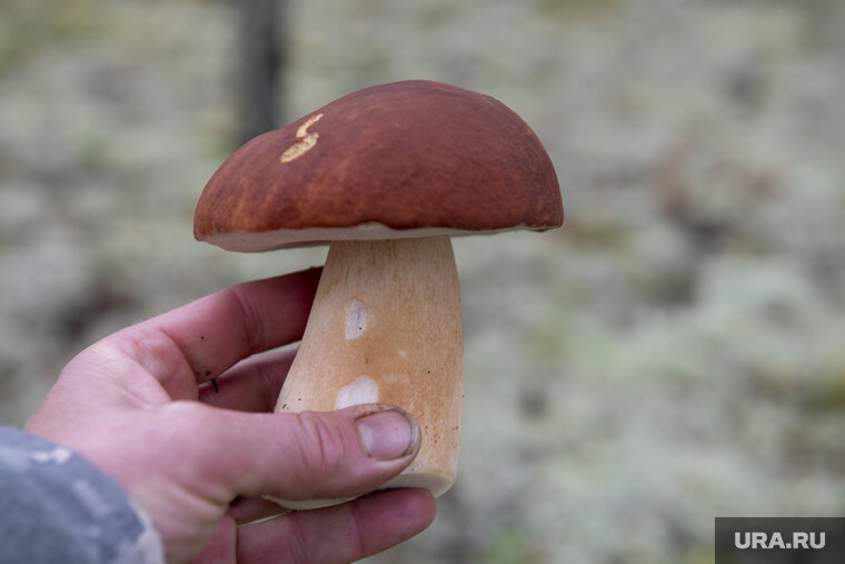    Грибники собирают урожаи в районе Старотобольского тракта, возле сел Муллаши и Чикча