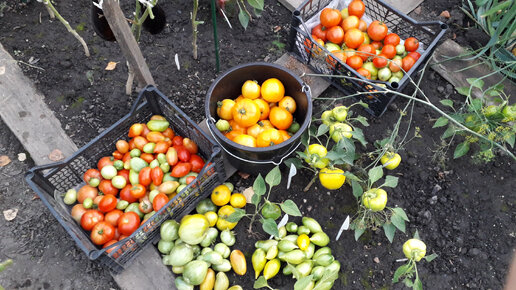 🍅СОБИРАЮ ВСЕ ПОМИДОРЫ, ТОМАТ БОЛЬШАЯ МАМОЧКА, ПОМИДОРЫ ИЗ ПАСЫНКОВ, БАКЛАЖАНЫ И ЭСПЕРИМЕНТ С РАННИМИ ПОМИДОРАМИ 1 ОКТЯБРЯ 2023!