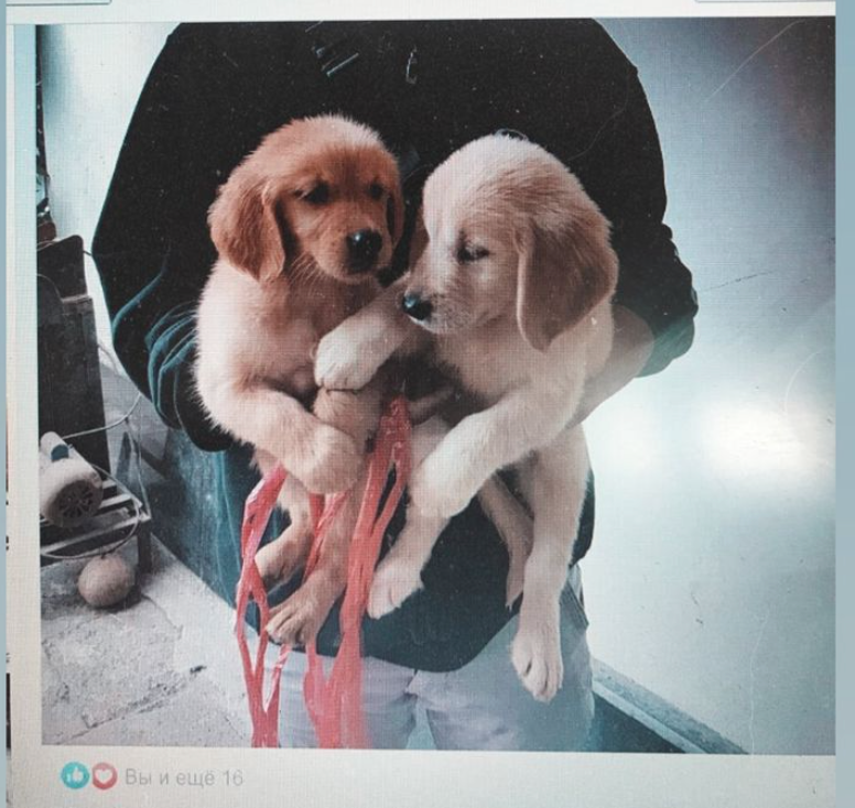 Скриншот того самого объявления, на фото братики Хани